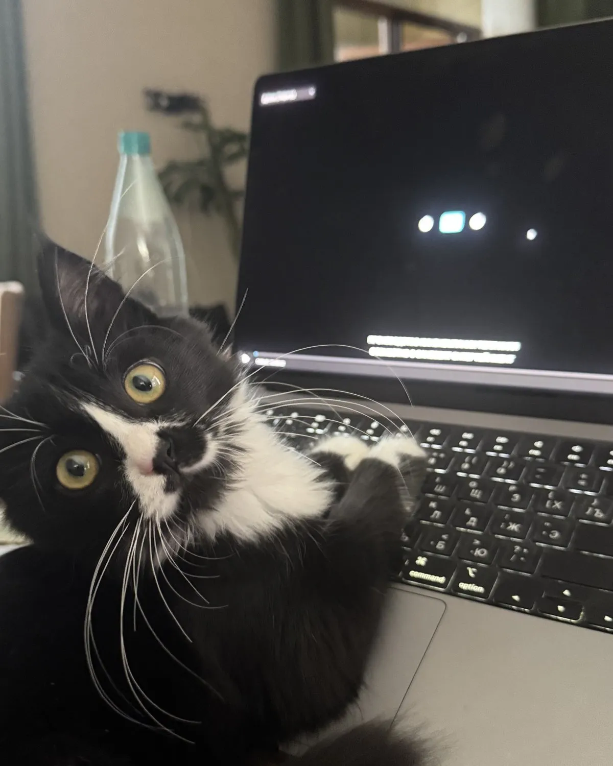 A black-and-white cat lying across a laptop keyboard during a call